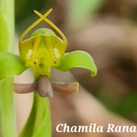 Habenaria acuminata (Thwaites) Trimen